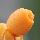 老欉枇杷 - 霸王 500g x 2盤（經濟箱裝）, , hi-res